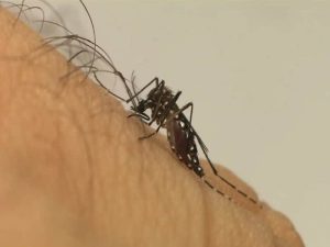 Chikungunya traz preocupações após uma década de presença no Brasil Chikungunya traz preocupações após uma década de presença no Brasil