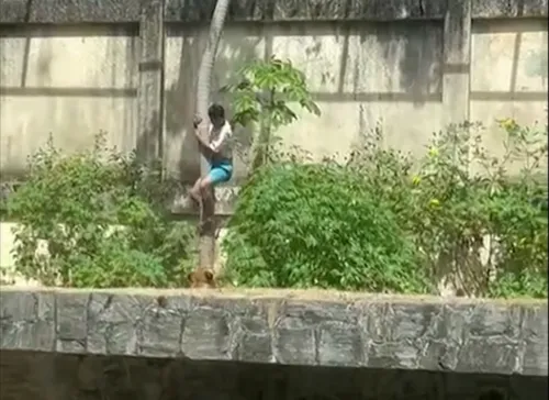 Homem é morto por leoa após invadir jaula na Bica: o que se sabe sobre o caso