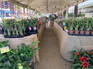 Feira Jampa Mais Verde marca chegada da primavera em João Pessoa Feira Jampa Mais Verde marca chegada da primavera em João Pessoa