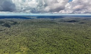 Amazônia registra menor nível de desmatamento em quatro décadas Amazônia registra menor nível de desmatamento em quatro décadas