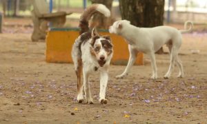 Justiça derruba lei que previa carrinhos para animais em supermercados de João Pessoa Justiça derruba lei que previa carrinhos para animais em supermercados de João Pessoa